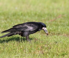 Crow Spirit Animal