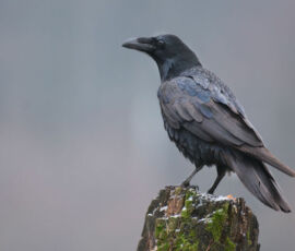 Crow Spirit Animal