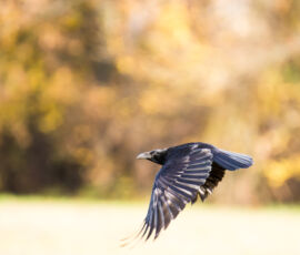 Crow Spirit Animal