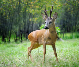 Deer Spirit Animal