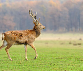 Deer Spirit Animal