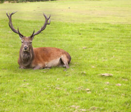 Deer Spirit Animal