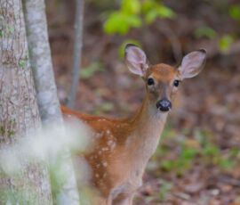 Deer Spirit Animal