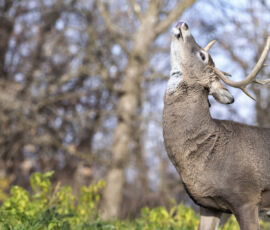 Deer Spirit Animal