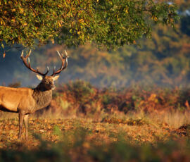 Deer Spirit Animal