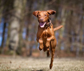 Dog Spirit Animal