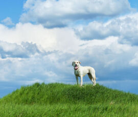Dog Spirit Animal