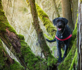 Dog Spirit Animal