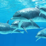 36372328 - bottlenose dolphin - bottlenose dolphins live in a group called pods and forage the ocean for fish prey. 36372328 - bottlenose dolphin - bottlenose dolphins live in a group called pods and forage the ocean for fish prey.