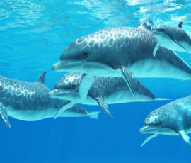 36372328 - bottlenose dolphin - bottlenose dolphins live in a group called pods and forage the ocean for fish prey. 36372328 - bottlenose dolphin - bottlenose dolphins live in a group called pods and forage the ocean for fish prey.