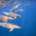 37405104 - wild dolphins living in 3 hours away island from tokyo 37405104 - wild dolphins living in 3 hours away island from tokyo