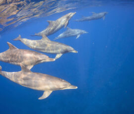 37405104 - wild dolphins living in 3 hours away island from tokyo 37405104 - wild dolphins living in 3 hours away island from tokyo