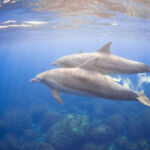 37405108 - wild dolphins living in 3 hours away island from tokyo 37405108 - wild dolphins living in 3 hours away island from tokyo