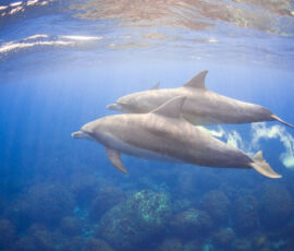 37405108 - wild dolphins living in 3 hours away island from tokyo 37405108 - wild dolphins living in 3 hours away island from tokyo