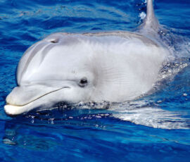 44218973 - dolphin in the water. dolphin aquarium of genoa with his head above water. photo taken during training session with trainers aquarium. photo taken during sightings of cetaceans in the ligurian sea, mediterranean italian 44218973 - dolphin in the water. dolphin aquarium of genoa with his head above water. photo taken during training session with trainers aquarium. photo taken during sightings of cetaceans in the ligurian sea, mediterranean italian
