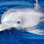 44218973 - dolphin in the water. dolphin aquarium of genoa with his head above water. photo taken during training session with trainers aquarium. photo taken during sightings of cetaceans in the ligurian sea, mediterranean italian 44218973 - dolphin in the water. dolphin aquarium of genoa with his head above water. photo taken during training session with trainers aquarium. photo taken during sightings of cetaceans in the ligurian sea, mediterranean italian