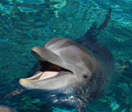 47625208 - happy dolphin 47625208 - happy dolphin