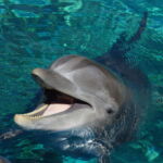 47625208 - happy dolphin 47625208 - happy dolphin