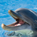 Common dolphin portrait while looking at you with open mouth dolphing smiling close up portrait