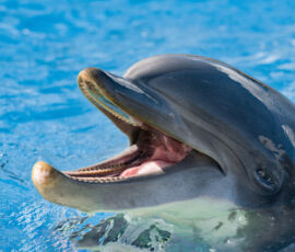 Common dolphin portrait while looking at you with open mouth dolphing smiling close up portrait