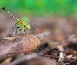 Dragonfly Spirit Animal