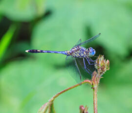 Dragonfly Spirit Animal