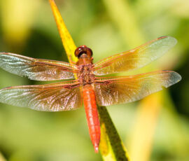Dragonfly Spirit Animal