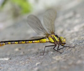 Dragonfly Spirit Animal