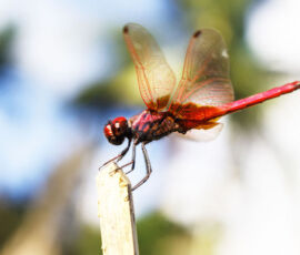 Dragonfly Spirit Animal