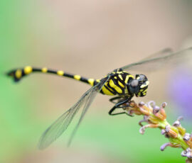Dragonfly Spirit Animal