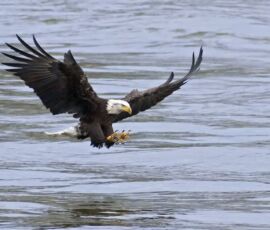 Eagle Spirit Animal