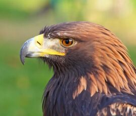 Eagle Spirit Animal