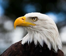 Eagle Spirit Animal