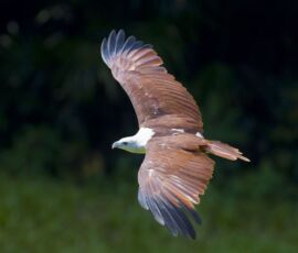 Eagle Spirit Animal