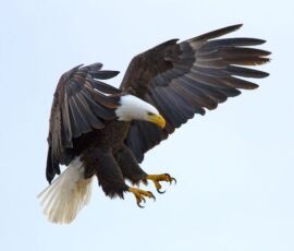 Eagle Spirit Animal