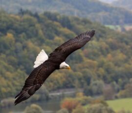 Eagle Spirit Animal