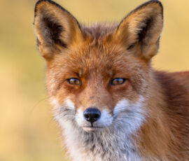 Fox Spirit Animal