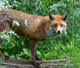 Fox Spirit Animal