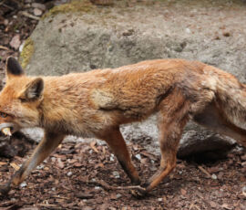 Fox Spirit Animal