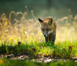 Fox Spirit Animal