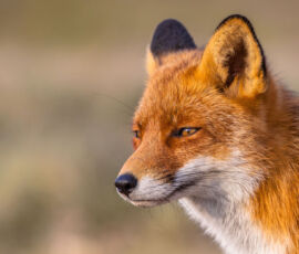 Fox Spirit Animal