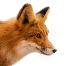 Fox Spirit Animal