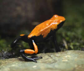 Frog Spirit Animal