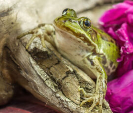 Frog Spirit Animal