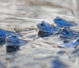 Frog Spirit Animal