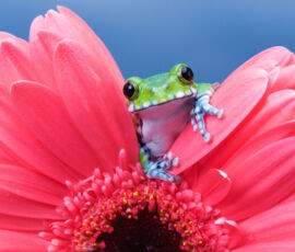 Frog Spirit Animal