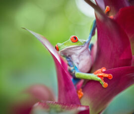 Frog Spirit Animal