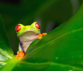 Frog Spirit Animal