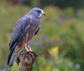 Hawk Spirit Animal