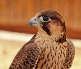Hawk Spirit Animal